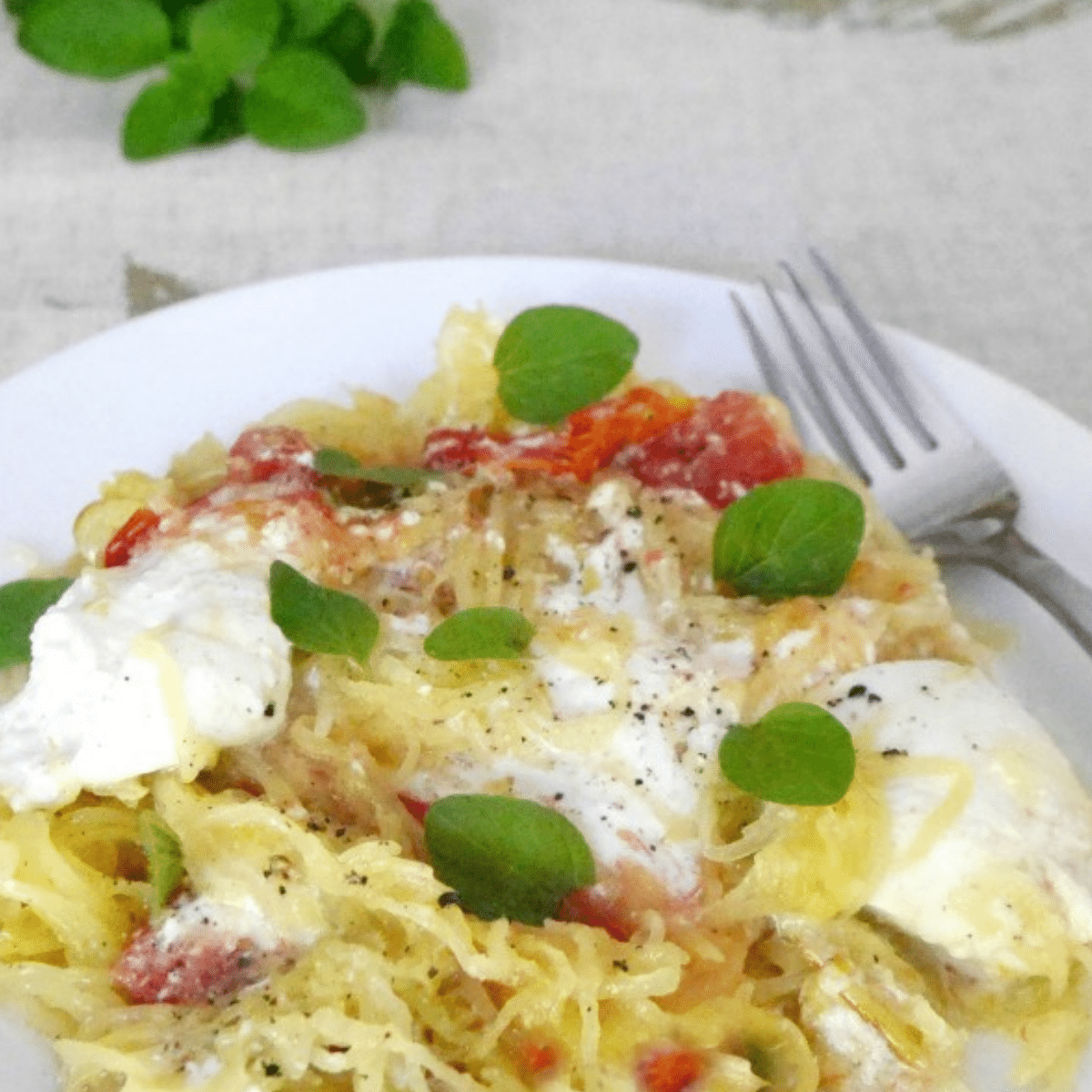 Spaghetti squash with burrata, roasted cherry tomatoes and fresh oregano on a white plate